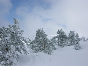 Raquetas de nieve Moscaventur